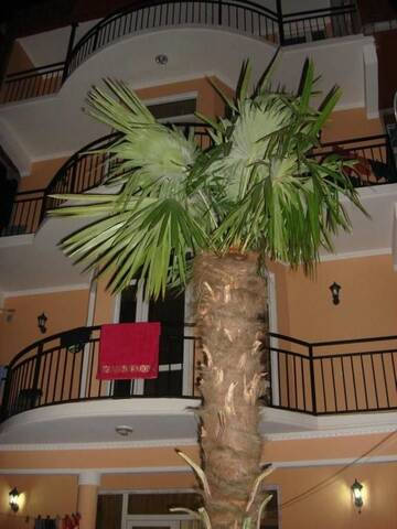 Фото номера Люкс с балконом Отель Hotel Resanda г. Кобулети 3